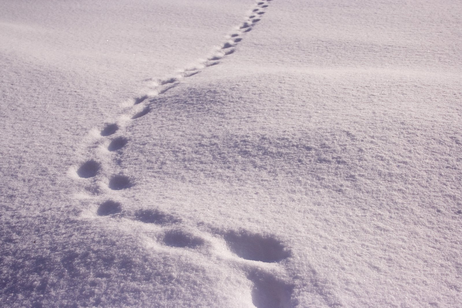 Footprint in the snow